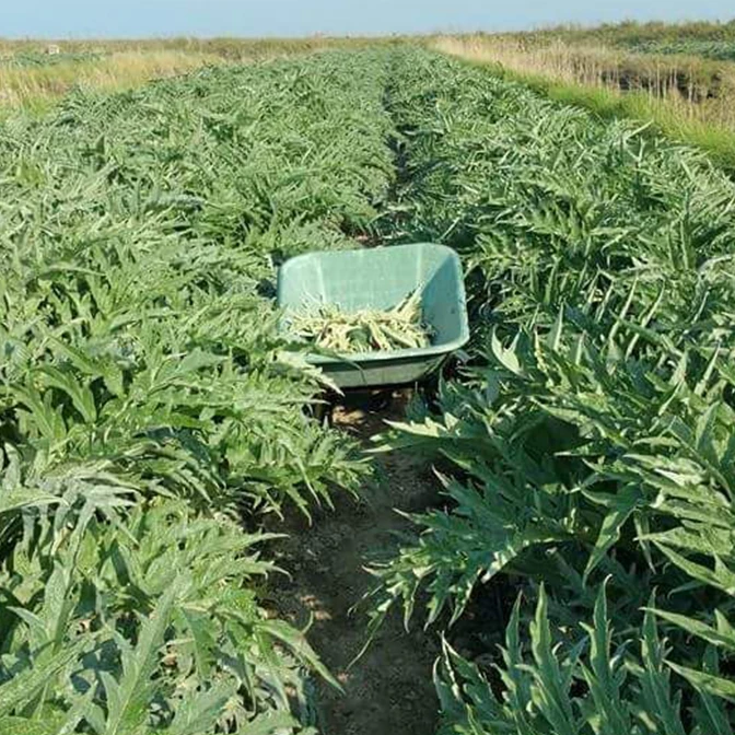 Carciofo violetto di Sant'Erasmo - Venezia