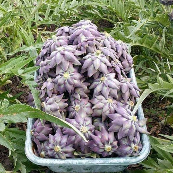 Carciofo violetto di Sant'Erasmo - Venezia